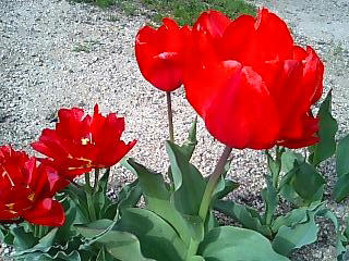100411tulip.jpg