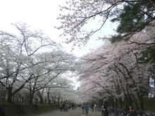 20100503_15.jpg