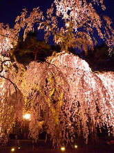 20100503_16.jpg