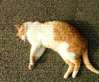 untitled.gif