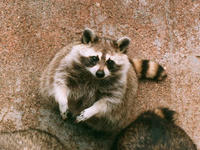 raccoon_yun.jpg