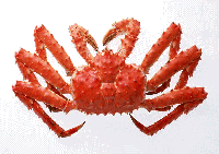 image.gif