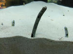 DSCF1911.jpg