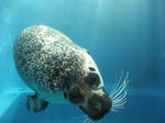 DSCF2096.jpg