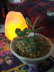 DSCF3259.jpg