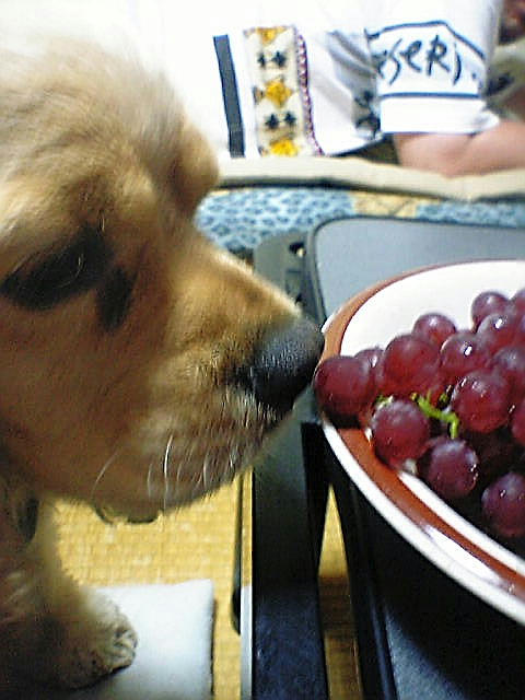 だるとデラウェア