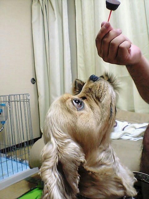 すごい顔のだる