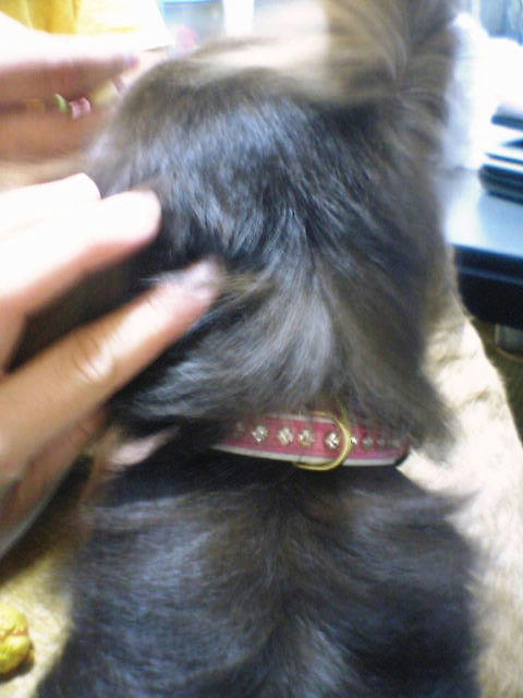 ピンクの首輪１