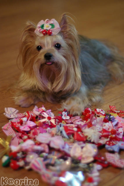 クリックすると拡大します♪