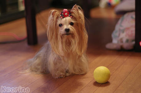 クリックすると拡大します♪