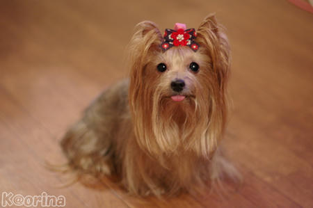 クリックすると拡大します♪