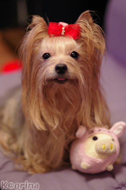 クリックすると拡大します♪