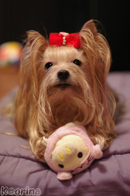 クリックすると拡大します♪