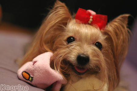 クリックすると拡大します♪