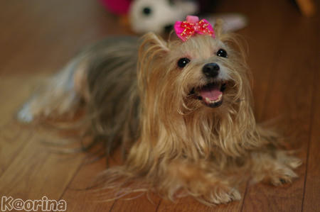 クリックすると拡大します♪