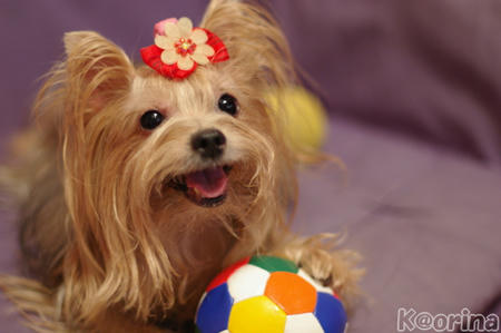 クリックすると拡大します♪