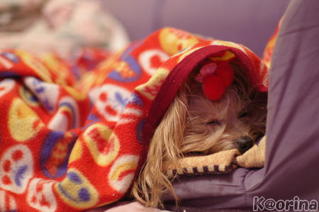 クリックすると拡大します♪