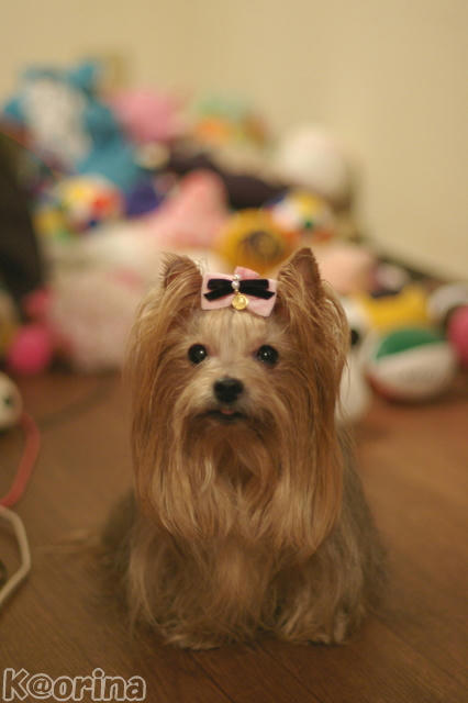 クリックすると拡大します♪