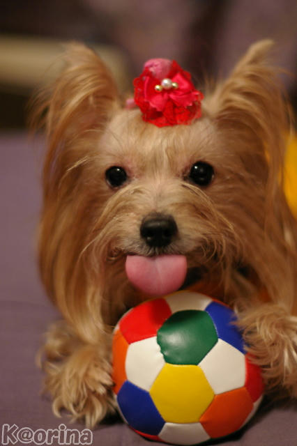 クリックすると拡大します♪