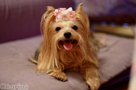 クリックすると拡大します♪