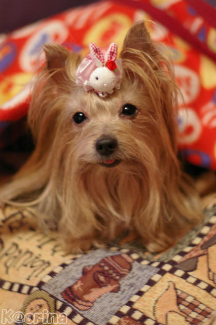 クリックすると拡大します♪