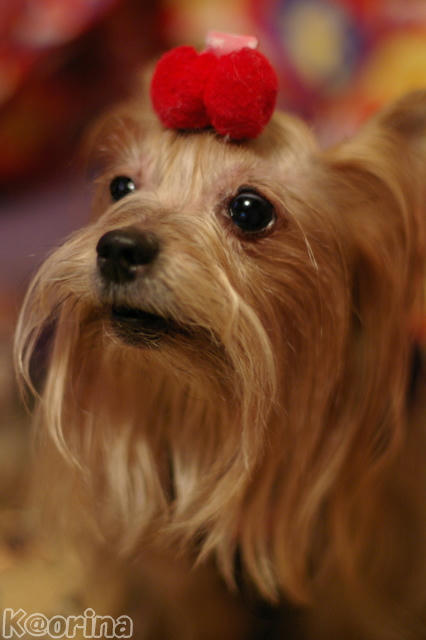 クリックすると拡大します♪