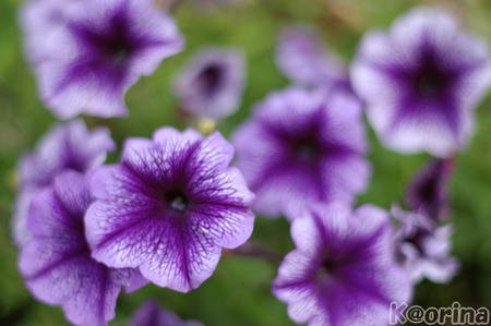 クリックすると拡大します♪