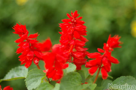 クリックすると拡大します♪