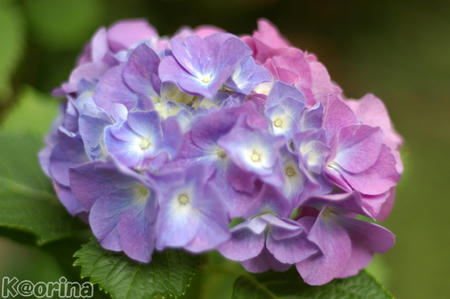 クリックすると拡大します♪