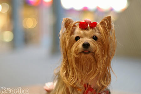 クリックすると拡大します♪