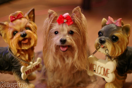 クリックすると拡大します♪