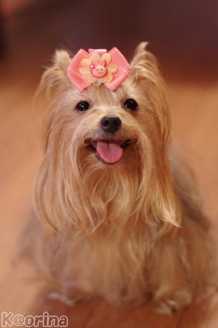 クリックすると拡大します♪