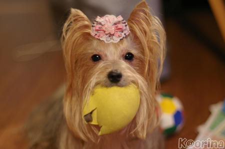 クリックすると拡大します♪