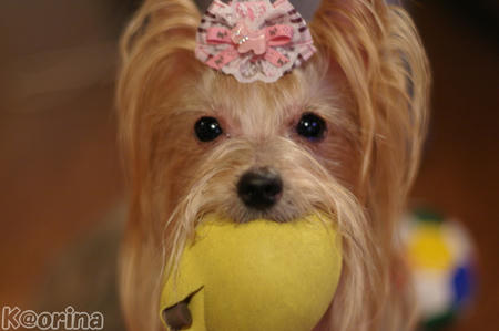 クリックすると拡大します♪