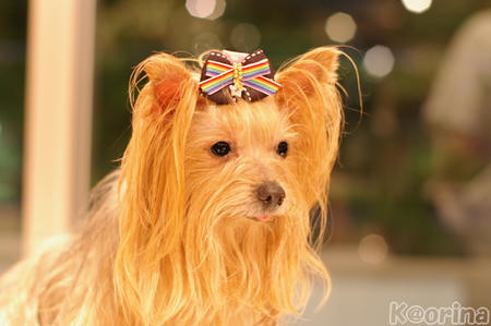 クリックすると拡大します♪