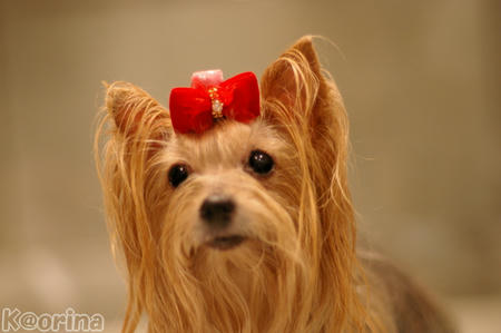 クリックすると拡大します♪