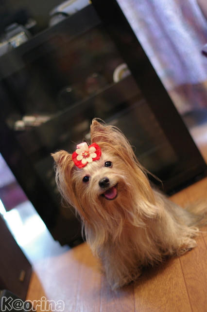 クリックすると拡大します♪