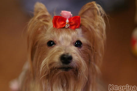 クリックすると拡大します♪