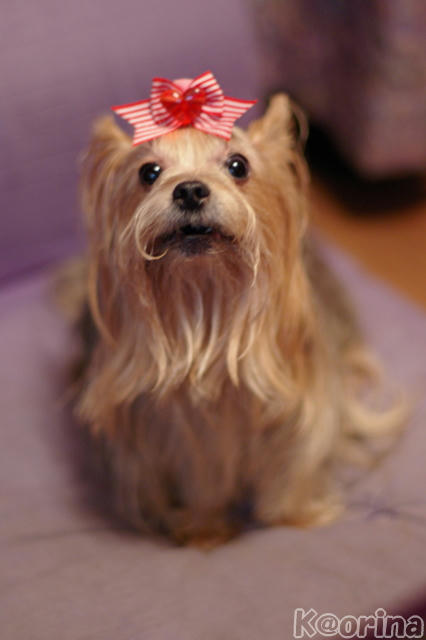 クリックすると拡大します♪