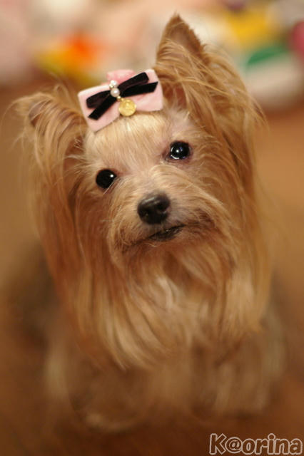 クリックすると拡大します♪