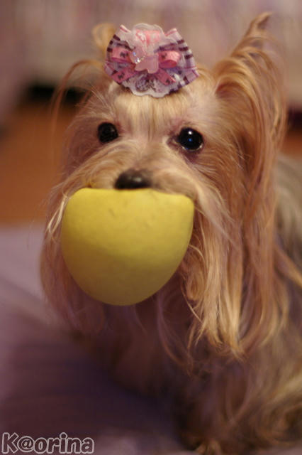 クリックすると拡大します♪