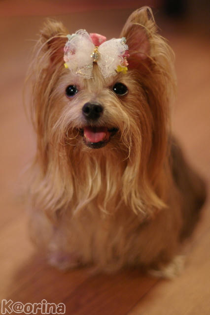 クリックすると拡大します♪