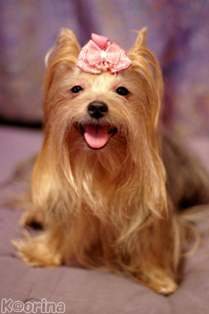 クリックすると拡大します♪