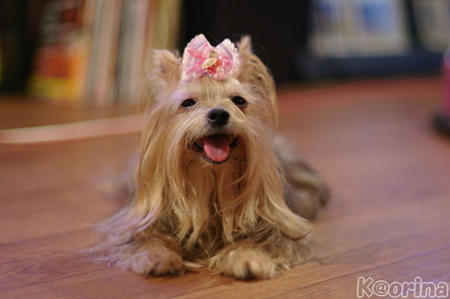 クリックすると拡大します♪