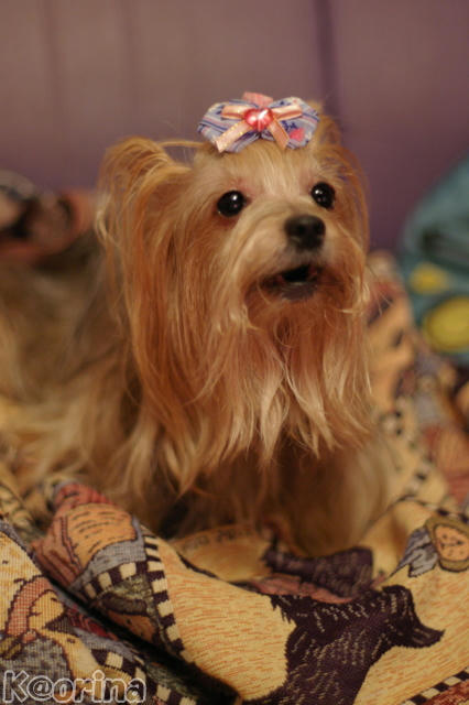 クリックすると拡大します♪