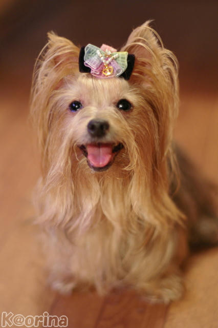 クリックすると拡大します♪