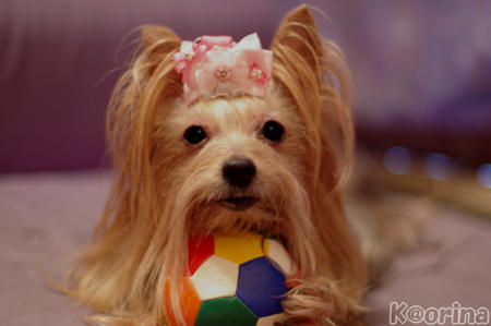 クリックすると拡大します♪