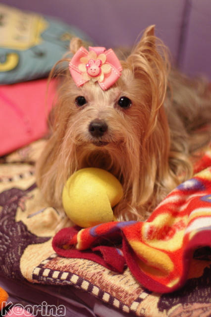 クリックすると拡大します♪