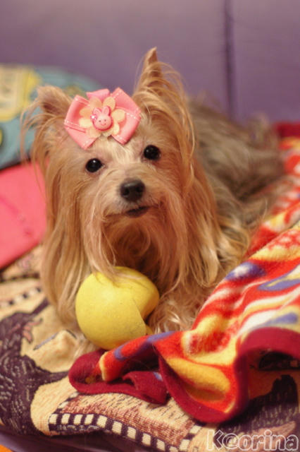 クリックすると拡大します♪