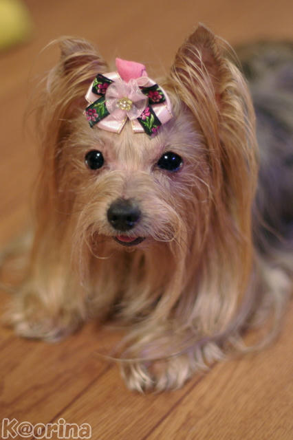 クリックすると拡大します♪